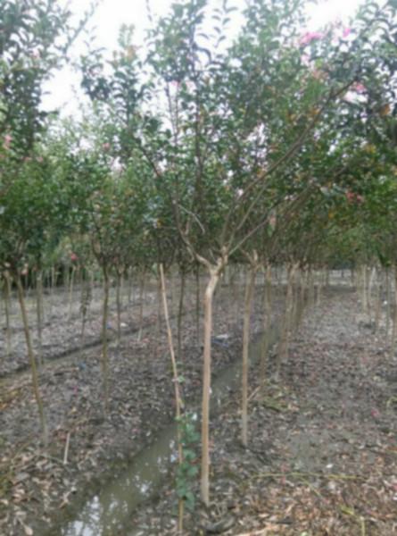 供應(yīng)原生紫薇四川紫薇紅花紫薇批發(fā)