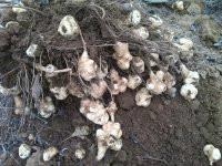 供應洋姜，洋姜優(yōu)惠價，洋姜批發(fā)價