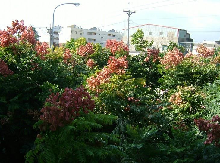 贵州台湾栾树供应商图片