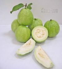 玉林番石榴批發(fā)，番石榴批發(fā)報價，廣西番石榴批發(fā)基地