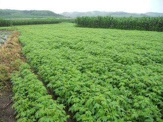 供應(yīng)黃柏黃菠蘿當(dāng)年苗和二年苗