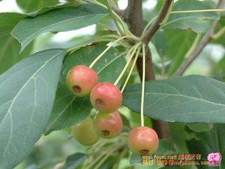供應(yīng)山丁子苗，當(dāng)年和二年苗，東北山丁子苗 糖李子苗山丁子報價 糖李子苗山丁子苗