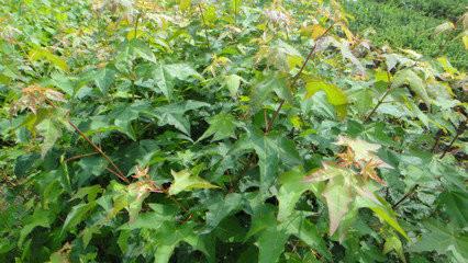 當(dāng)年和二年五角楓樹苗 遼寧五角楓樹苗 五角楓樹批發(fā)五角楓樹價格