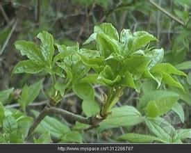 供應(yīng)刺五加苗當(dāng)年苗和二年苗 遼寧刺五加苗圃，優(yōu)質(zhì)刺五加苗報(bào)價(jià)