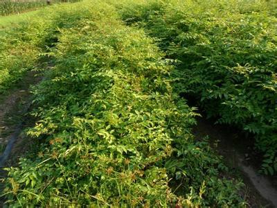 供應刺嫩芽苗刺老芽 刺嫩芽種子，當年生的遼寧刺嫩芽苗，刺龍芽苗圃