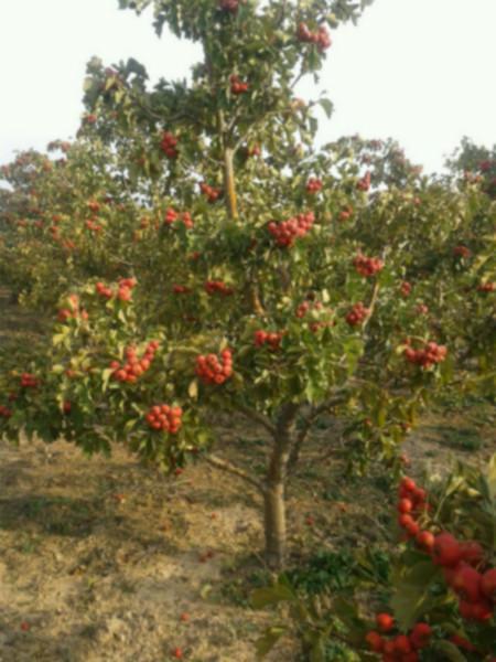 供應(yīng)優(yōu)質(zhì)山楂/山楂批發(fā)/山楂批發(fā)