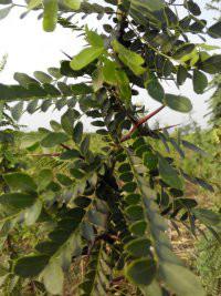 供應(yīng)大刺皂角苗/山西大刺皂角苗價(jià)格/大刺皂角苗批發(fā)