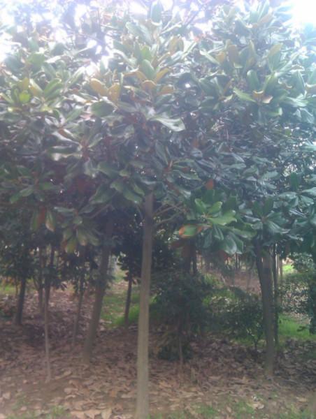 精品廣玉蘭圖片/精品廣玉蘭樣板圖 (2)