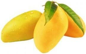 供應(yīng)芒果甙提取物能抑制K562細(xì)胞端粒酶活性，其抑制作用增強(qiáng)