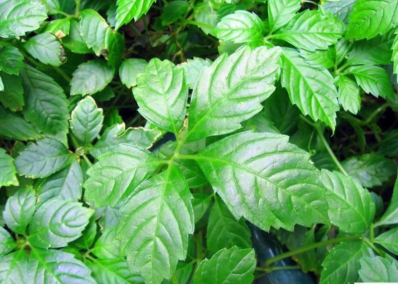 供應(yīng)絞股藍(lán)提取物改善急性心肌缺血時(shí)心肌舒張功能