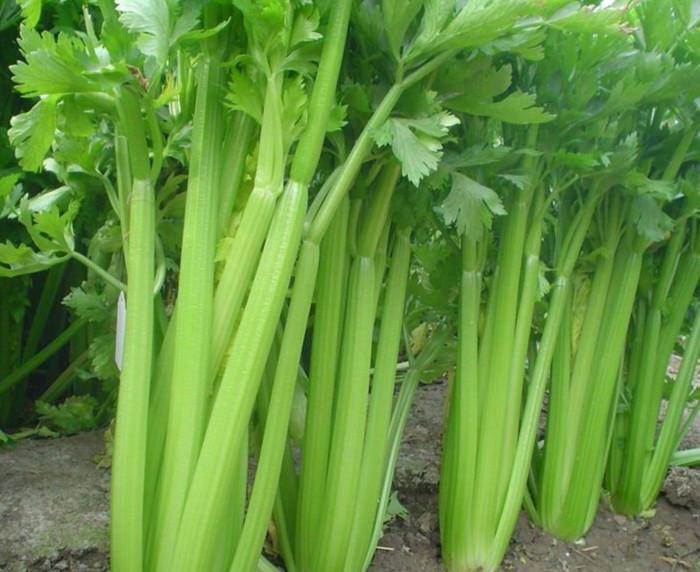 供應(yīng)芹菜素提取物  芹菜素對(duì)體外培養(yǎng)的生精細(xì)胞有促進(jìn)其凋亡作用