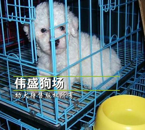 顶级精品泰迪幼犬颜色全数量多图片