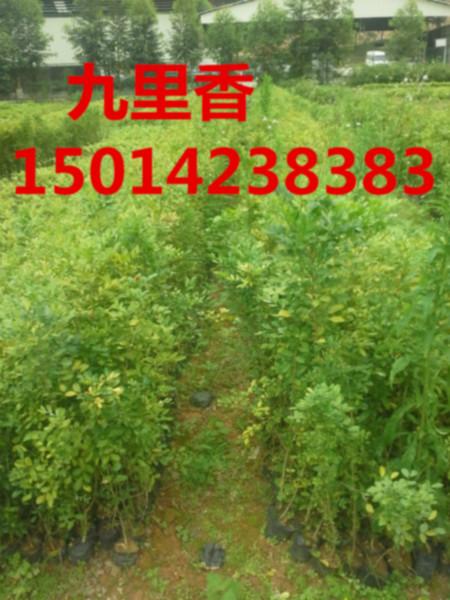 電話：15917461484明興苗圃場批發(fā)九里香小苗批發(fā)綠化造林樹苗