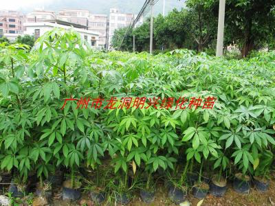 供應(yīng)廣東廣州紅錐綠寶發(fā)財(cái)樹