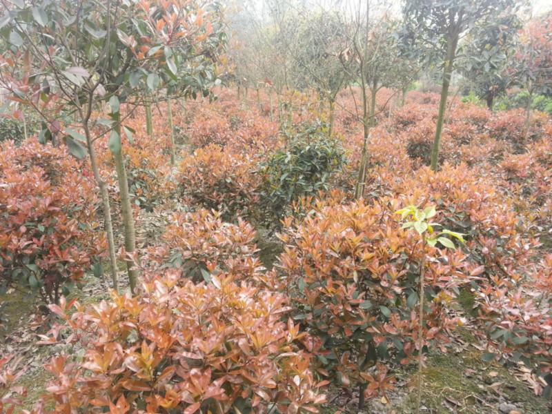 供應紅葉石蘭   2016年紅葉石蘭 新報價  紅葉石蘭 哪里有？