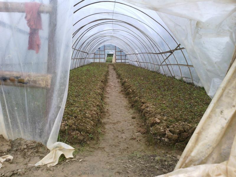 供應(yīng)廣西紅火球紫薇小苗