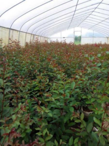 供應(yīng)廣西紅火箭紫薇基地-價格，紅火箭紫薇價格，紅火箭紫薇批發(fā)，紅火箭紫薇種植特點