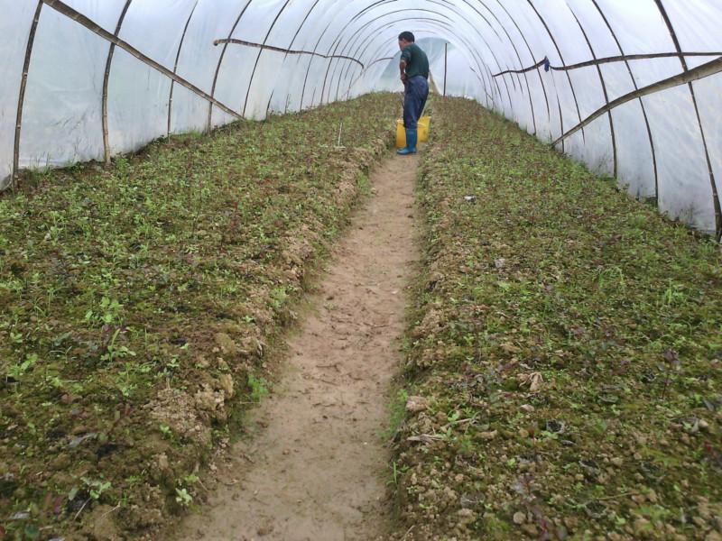 桂林紫薇苗木基地速生紫薇 桂林紫薇 紫薇批發(fā) 紫薇廠家