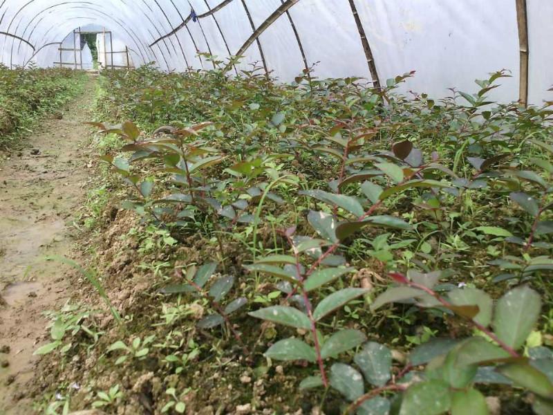 供應(yīng)桂林紫薇苗木基地紅火球紫薇