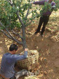 供應(yīng)優(yōu)質(zhì)石榴樹批發(fā)價(jià)格/大量批發(fā)優(yōu)質(zhì)石榴樹/優(yōu)質(zhì)石榴樹供貨商