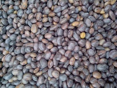 供應(yīng)優(yōu)質(zhì)國槐種子種植技術(shù)/優(yōu)質(zhì)國槐種子種植方法/國槐種子多少錢一斤