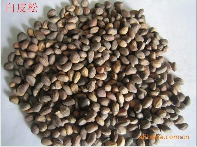 白皮松種子圖片/白皮松種子樣板圖 (2)