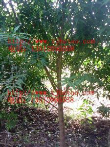 供應(yīng)山桃樹批發(fā)