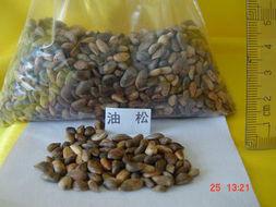 白皮松種子圖片/白皮松種子樣板圖 (2)