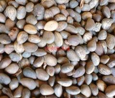 白皮松種子批發(fā)商圖片