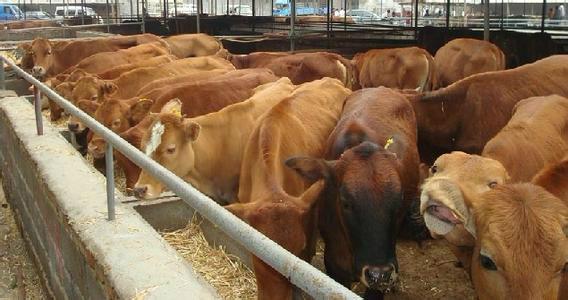 供应牛西门塔尔牛肉牛小牛怀孕牛价格肉牛养殖价格利润图片