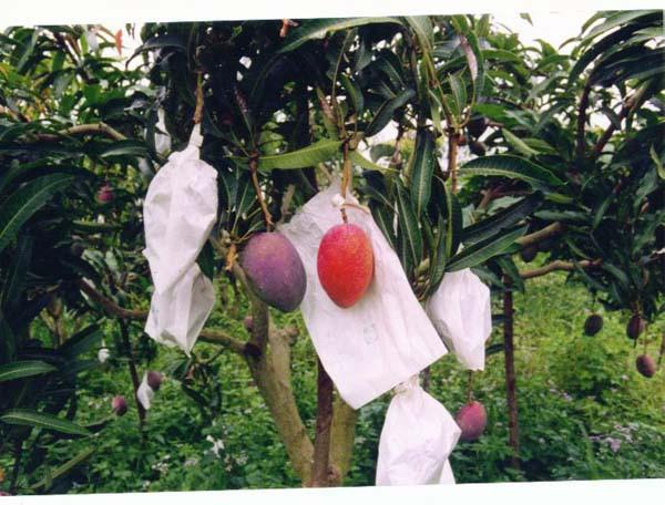 供应蜡纸袋，河北蜡纸袋，蜡纸袋报价