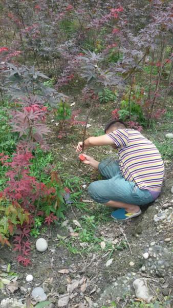 成都溫江紅楓圖片