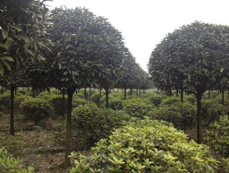 供應(yīng)四川高桿桂花基地，四川高桿桂花基地，四川高桿桂花基地