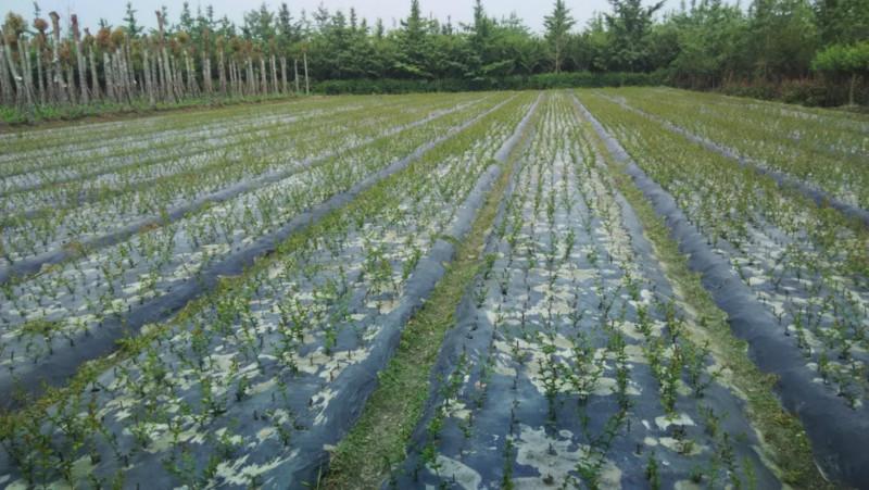 四川紫薇/紫薇條子圖片