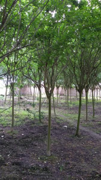 成都6公分紅花紫薇圖片