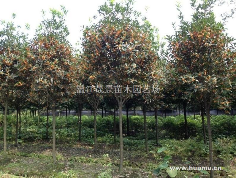 供應(yīng)成都高桿桂花價(jià)格，成都高桿桂花價(jià)格，成都高桿桂花價(jià)格