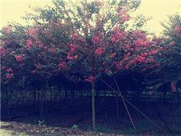 供應(yīng)四川紫薇種植基地/成都紫薇/紫薇