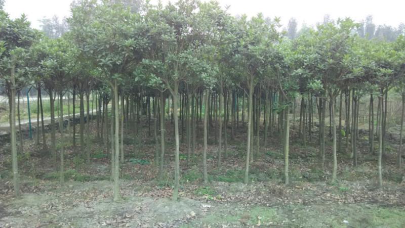 供應(yīng)四川成都高桿*桂