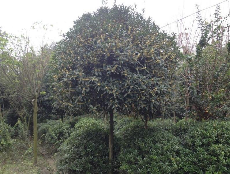 四川5CM高桿桂花圖片