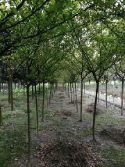 成都溫江7公分紫薇圖片