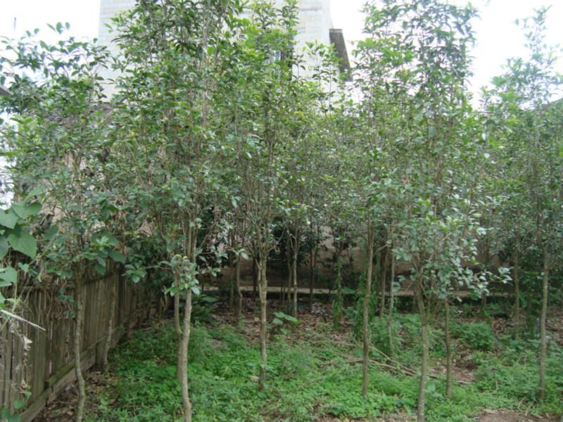 供應(yīng)羅漢松，羅漢松批發(fā)，羅漢松盆栽，羅漢松采購，羅漢松價(jià)格
