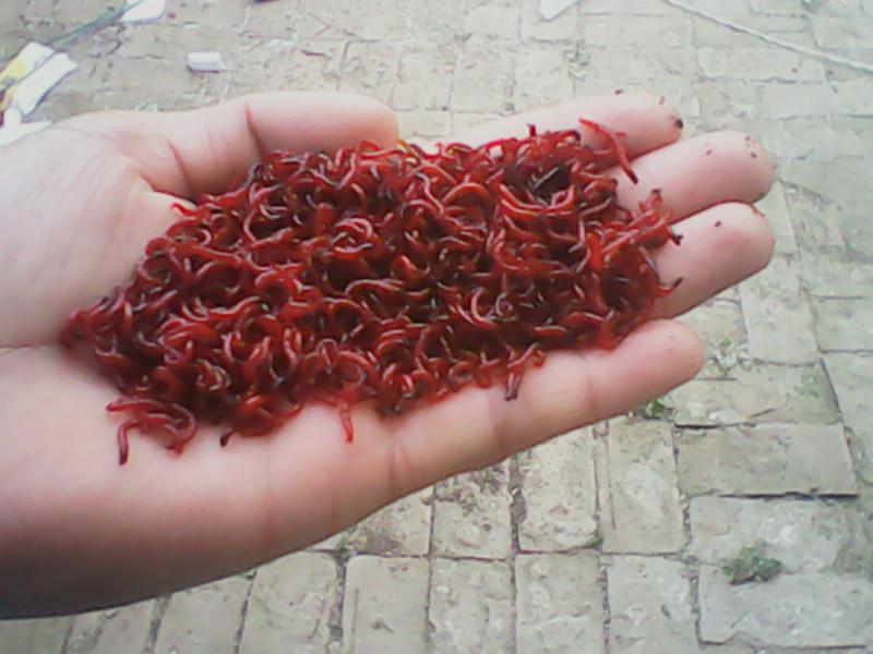 供應(yīng)廣西紅蟲批發(fā) 南寧紅蟲批發(fā) 柳州紅蟲批發(fā)