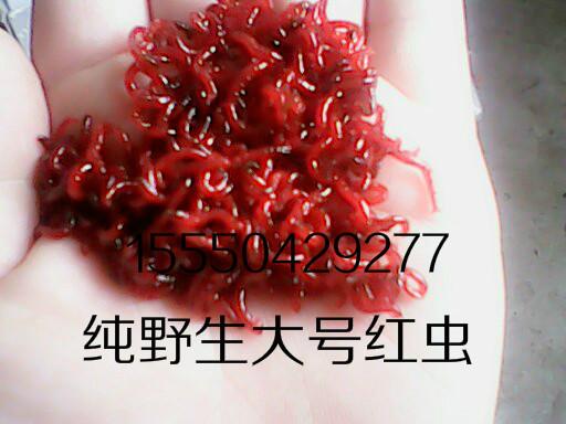 供應(yīng)垂釣佳品大號(hào)公蟲(chóng)，貨源足