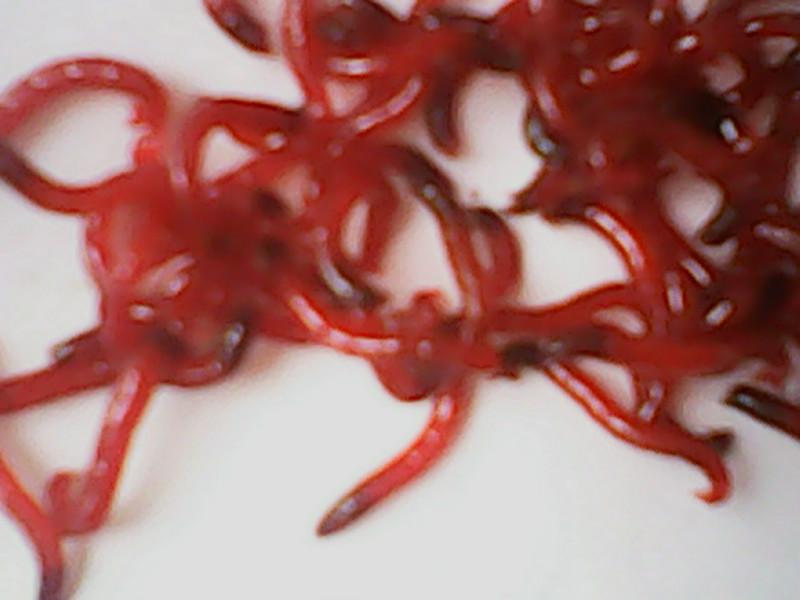 供應(yīng)小號(hào)公蟲 大號(hào)母蟲 冰凍母蟲魚餌廠家直銷