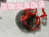 膠州紅蟲批發(fā)圖片