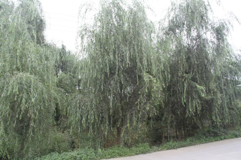 供應垂柳柳樹小苗垂柳規(guī)格購買價格