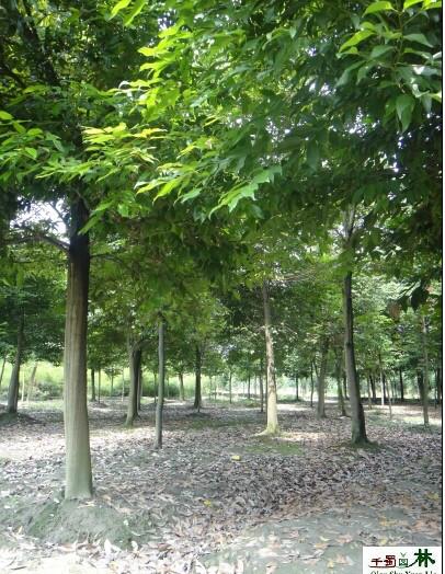 供應(yīng)天竺桂