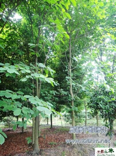 白玉蘭圖片/白玉蘭樣板圖 (3)