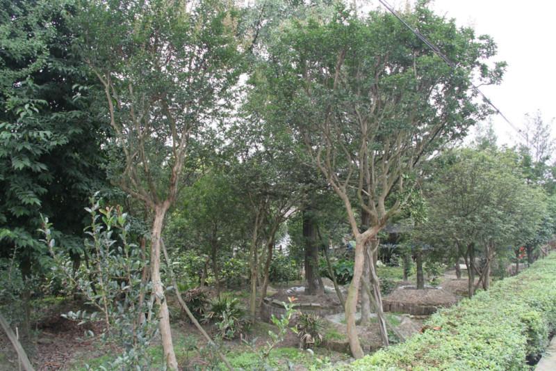 供應紫薇10公分 成都高桿10公分紅花紫薇