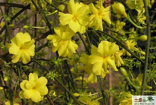 供應(yīng)迎春花黃花迎春購(gòu)買